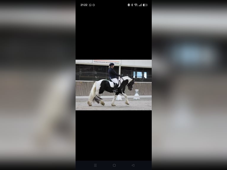 Tinker Hengst 2 Jaar 140 cm Gevlekt-paard in Zaventem