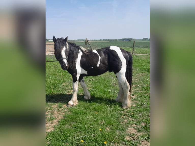 Tinker Hengst 2 Jaar 140 cm Gevlekt-paard in Zaventem