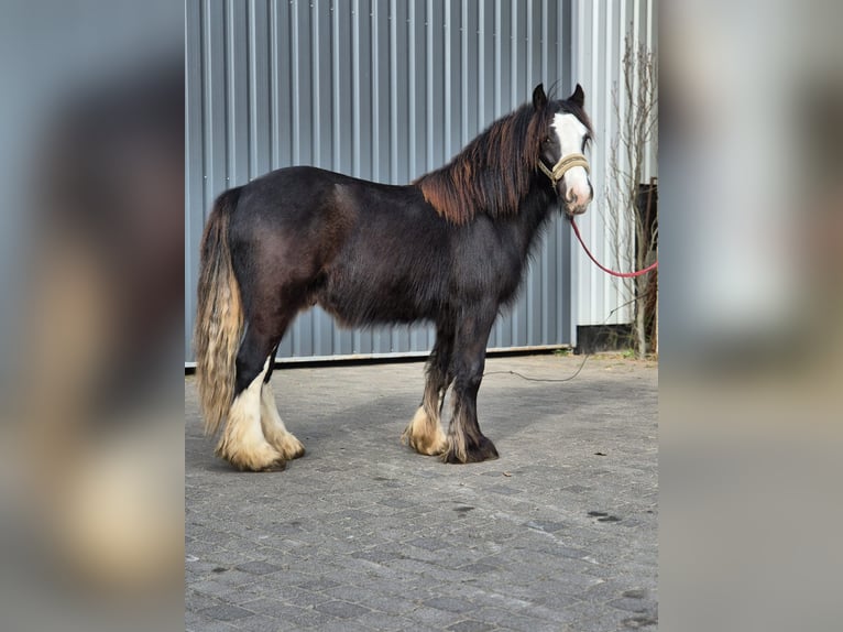 Tinker Hengst 2 Jaar 143 cm Zwart in Buk