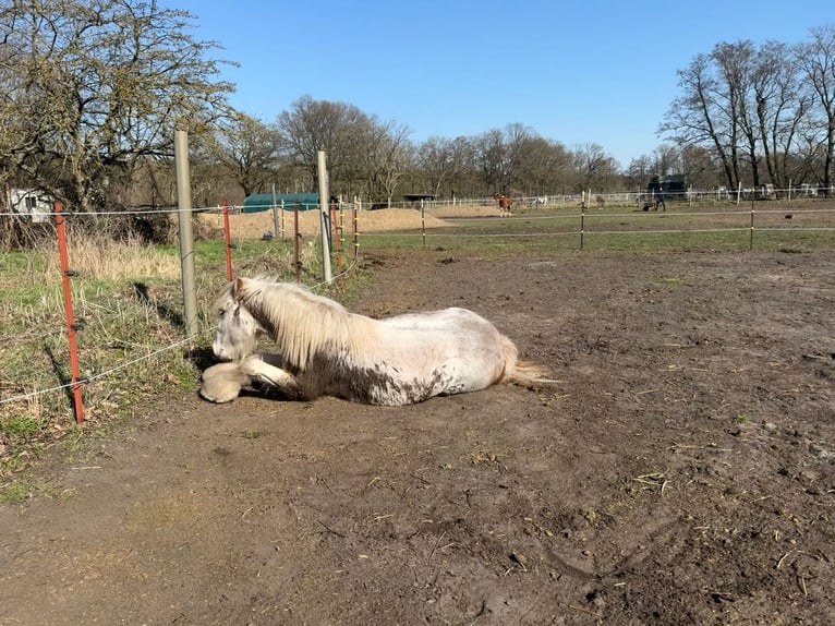 Tinker Hengst 2 Jaar 145 cm Perlino in Falkensee