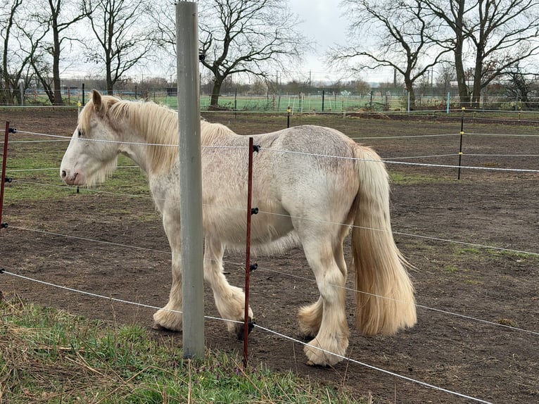 Tinker Hengst 2 Jaar 145 cm Perlino in Falkensee