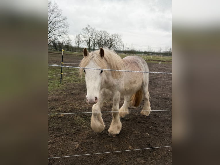 Tinker Hengst 2 Jaar 145 cm Perlino in Falkensee