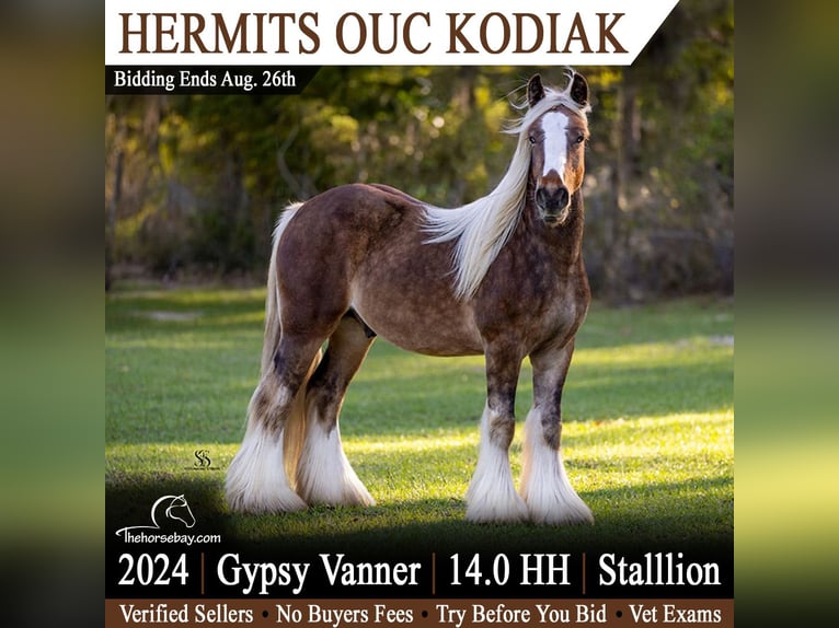 Tinker Hengst 2 Jaar 147 cm Roodbruin in Brooksville, FL