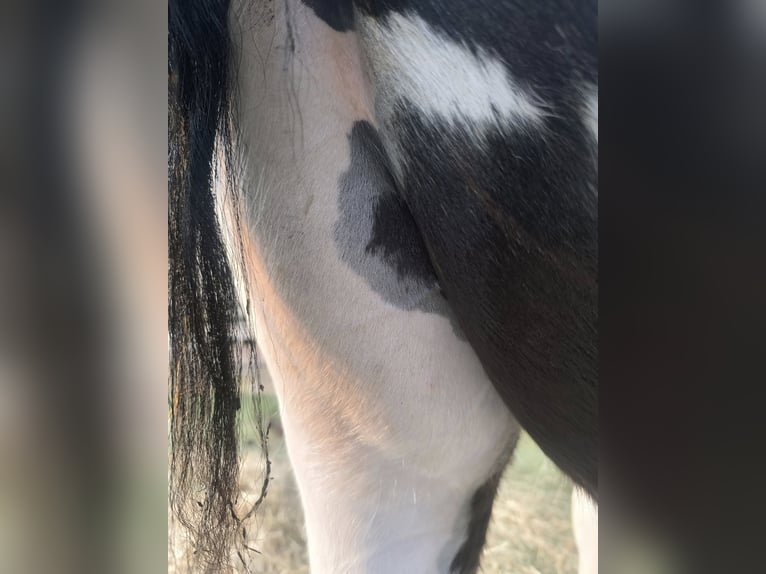 Tinker Hengst 2 Jaar 148 cm Gevlekt-paard in Calden
