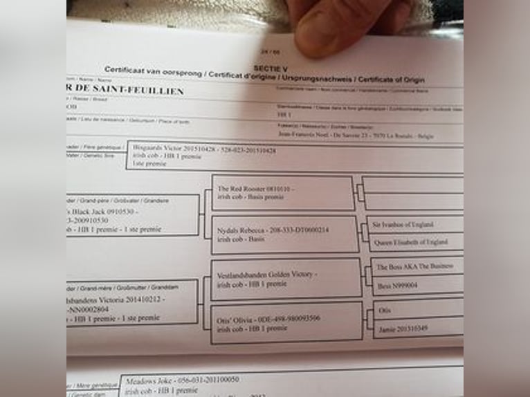 Tinker Hengst 2 Jaar 148 cm Gevlekt-paard in Calden