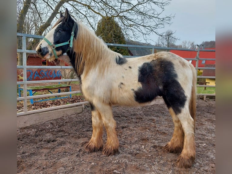 Tinker Hengst 2 Jaar 148 cm Gevlekt-paard in Wlen