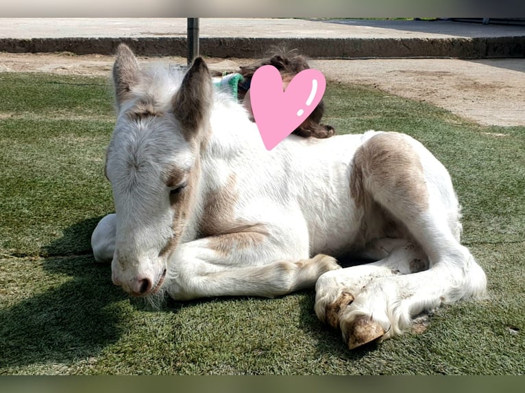 Tinker Hengst 2 Jaar 150 cm Gevlekt-paard in Göggingen