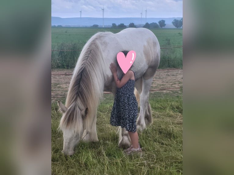 Tinker Hengst 2 Jaar 150 cm Gevlekt-paard in Göggingen
