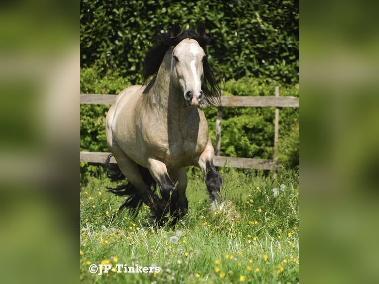 Tinker Hengst 2 Jaar 155 cm Bruin in Hulsberg