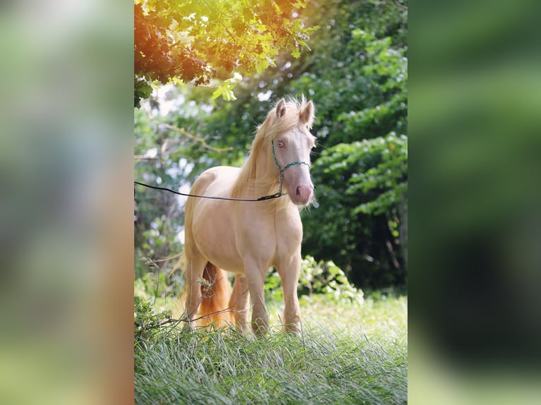 Tinker Hengst 2 Jaar Cremello in Stryków
