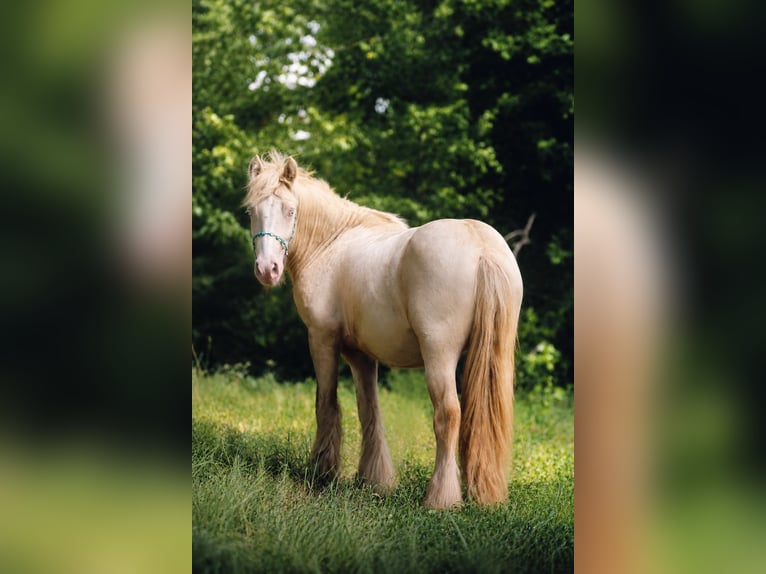 Tinker Hengst 2 Jaar Cremello in Stryków