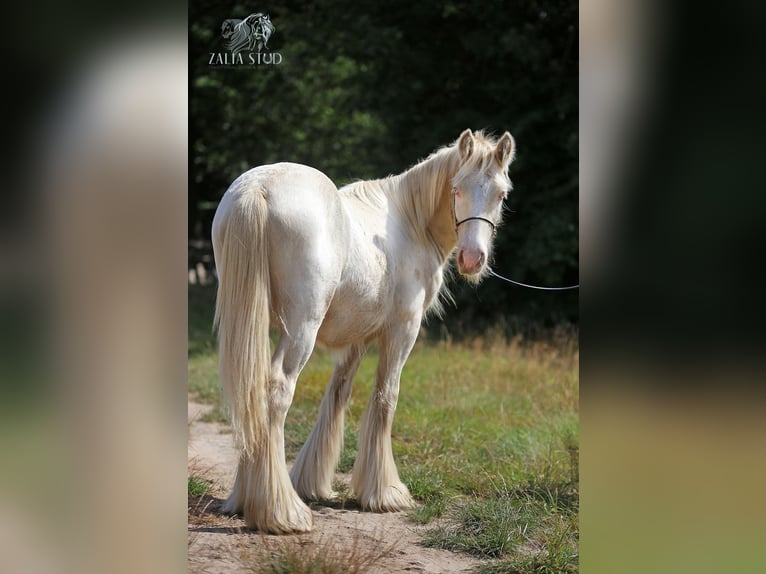 Tinker Hengst 2 Jaar Cremello in Stryków