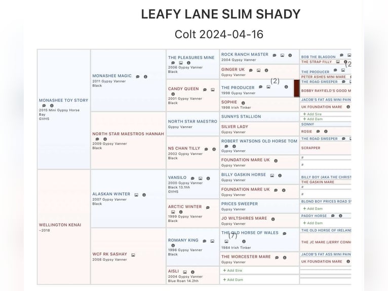 Tinker Hengst 2 Jahre 132 cm Rappe in New Holland