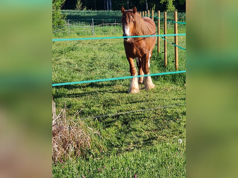 Tinker Hengst 2 Jahre 139 cm Fuchs in Judenbach