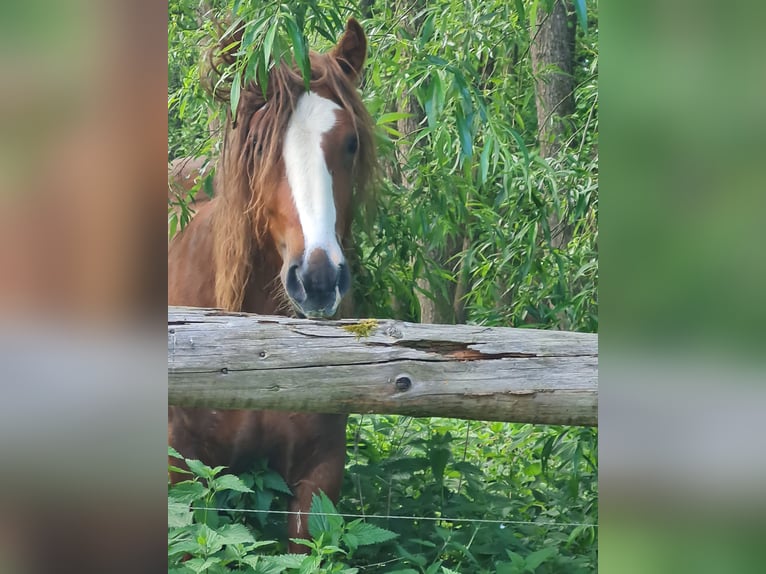 Tinker Hengst 2 Jahre 139 cm Fuchs in Judenbach