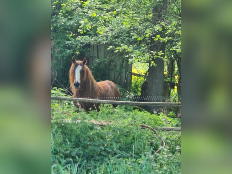 Tinker Hengst 2 Jahre 139 cm Fuchs in Judenbach