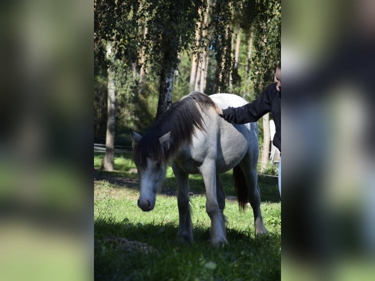 Tinker Hengst 2 Jahre 140 cm Buckskin in Heiligengrabe