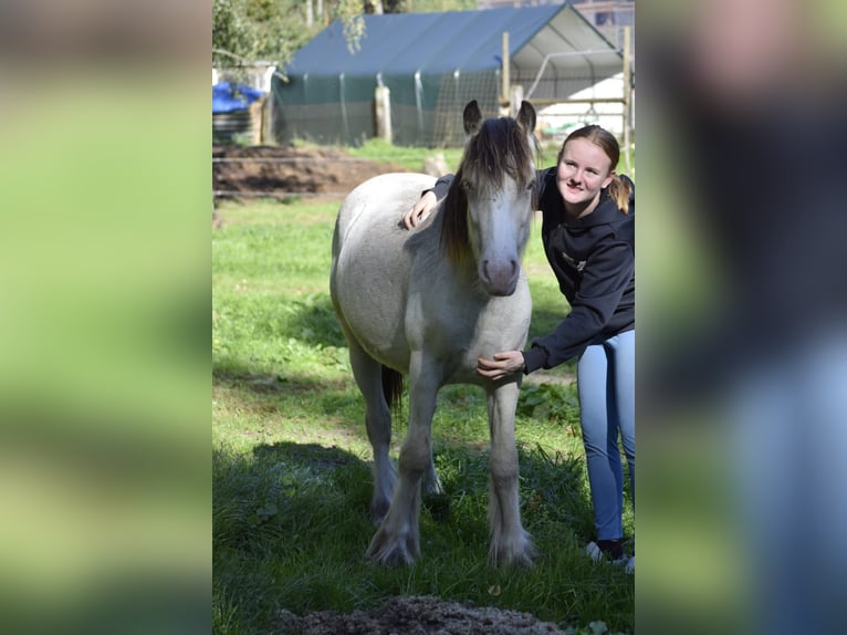 Tinker Hengst 2 Jahre 140 cm Buckskin in Heiligengrabe