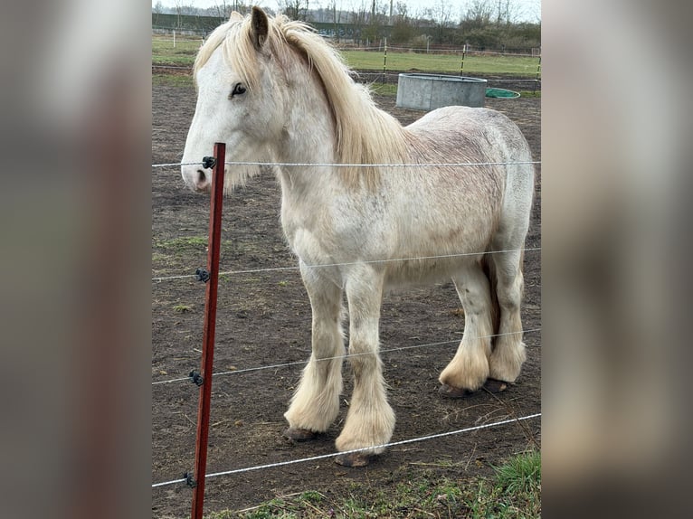 Tinker Hengst 2 Jahre 140 cm Sabino in Falkensee
