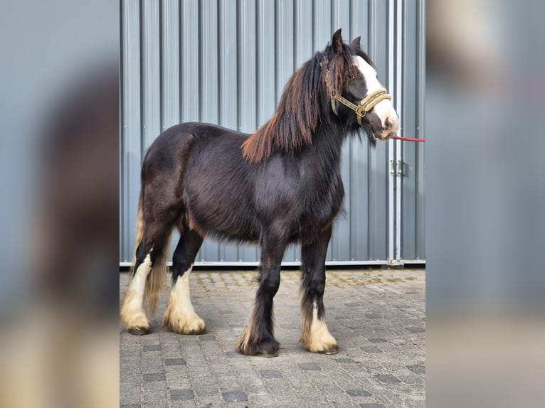 Tinker Hengst 2 Jahre 143 cm Rappe in Buk