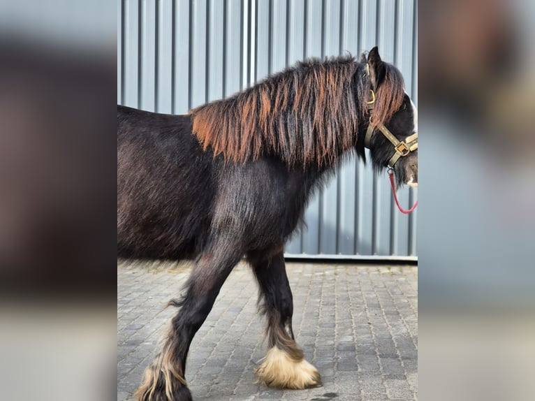 Tinker Hengst 2 Jahre 143 cm Rappe in Buk