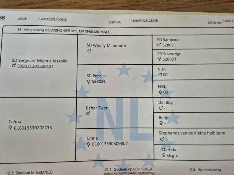 Tinker Hengst 2 Jahre 143 cm Rappe in Buk