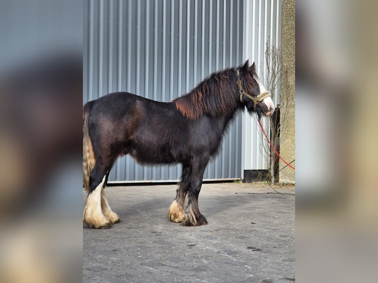 Tinker Hengst 2 Jahre 143 cm Rappe in Buk