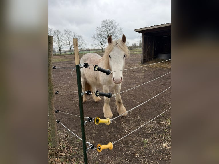 Tinker Hengst 2 Jahre 145 cm Perlino in Falkensee