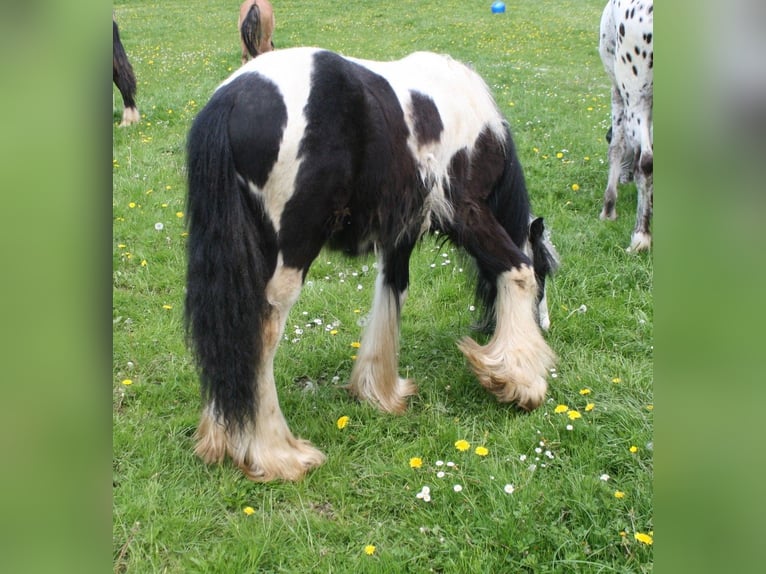 Tinker Hengst 2 Jahre 148 cm Schecke in Calden