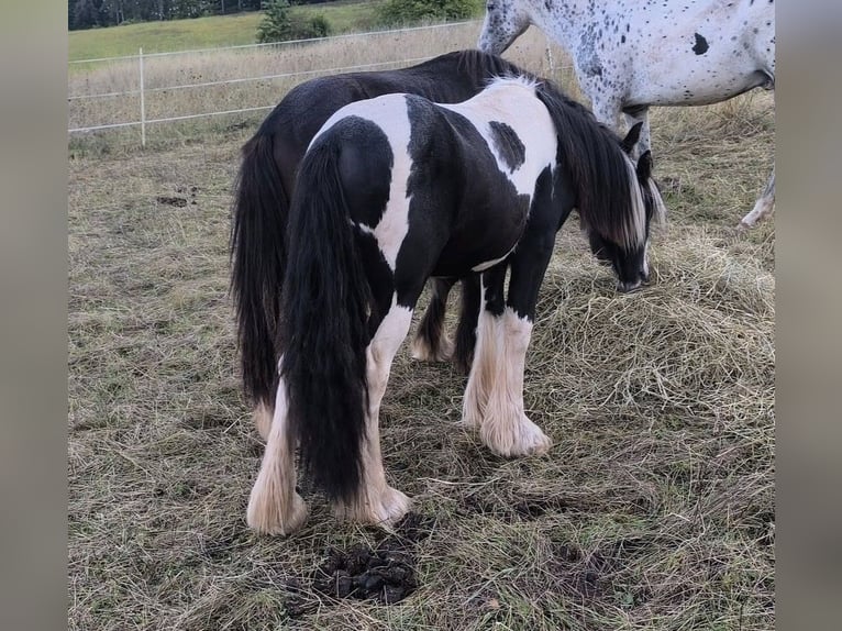Tinker Hengst 2 Jahre 148 cm Schecke in Calden