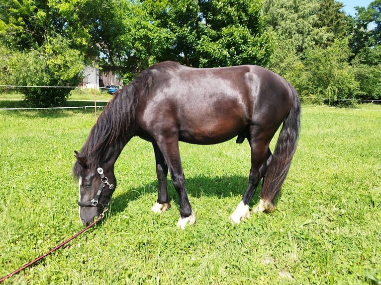 Tinker Mix Hengst 2 Jahre 153 cm Rappe in Albbruck