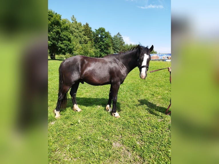 Tinker Mix Hengst 2 Jahre 153 cm Rappe in Albbruck