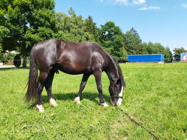 Tinker Mix Hengst 2 Jahre 153 cm Rappe in Albbruck