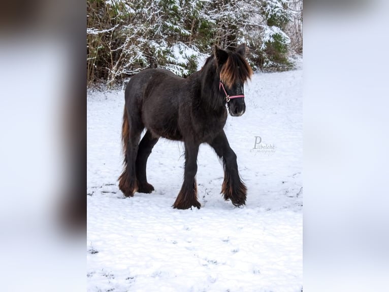 Tinker Hengst 2 Jahre 154 cm Schimmel in Kohila