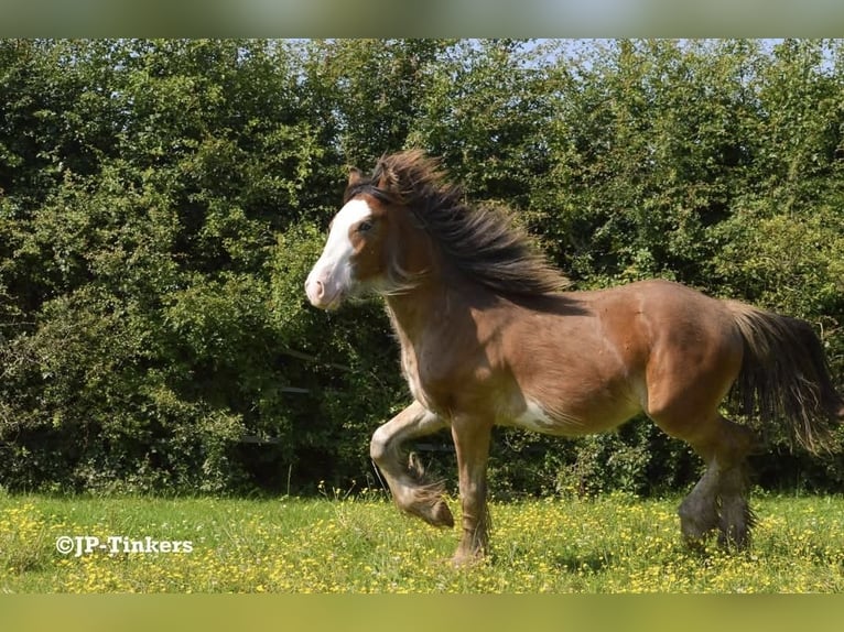 Tinker Hengst 2 Jahre 155 cm Brauner in Hulsberg