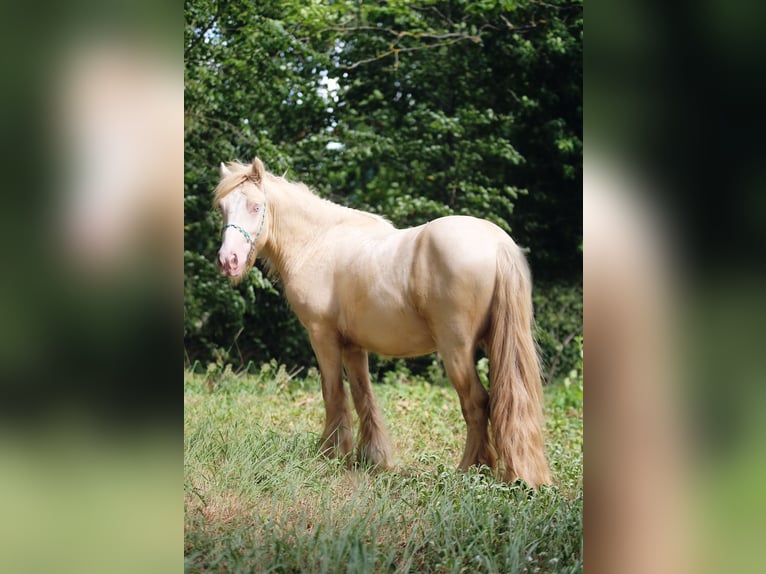Tinker Hengst 2 Jahre Cremello in Stryków