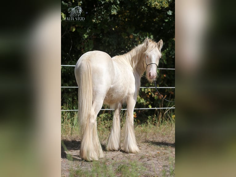 Tinker Hengst 2 Jahre Cremello in Stryków