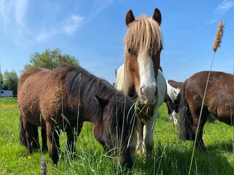 Tinker Mix Hengst 3 Jaar 125 cm Gevlekt-paard in Ter Aar