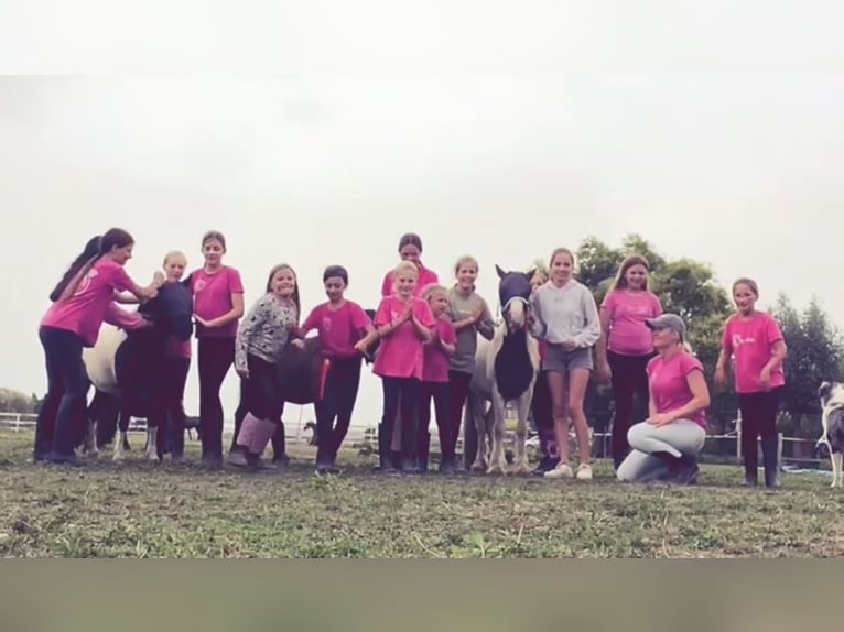 Tinker Mix Hengst 3 Jaar 125 cm Gevlekt-paard in Ter Aar