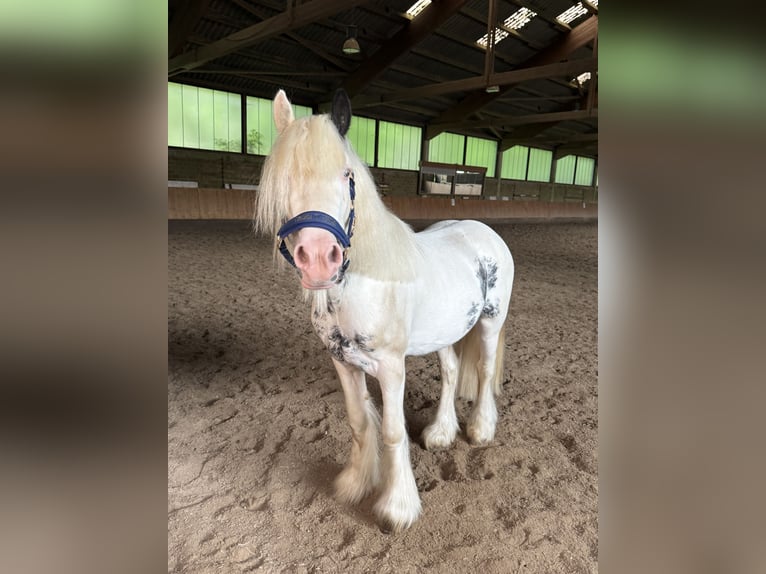 Tinker Mix Hengst 3 Jaar 130 cm Gevlekt-paard in Borken