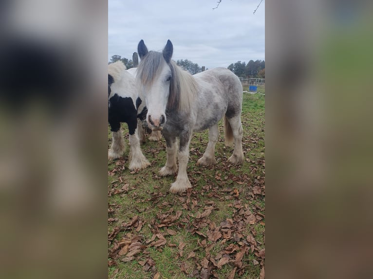 Tinker Hengst 3 Jaar 140 cm Gevlekt-paard in Klötze