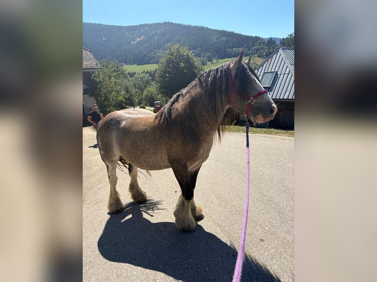 Tinker Hengst 3 Jaar 153 cm Buckskin in Metnitz