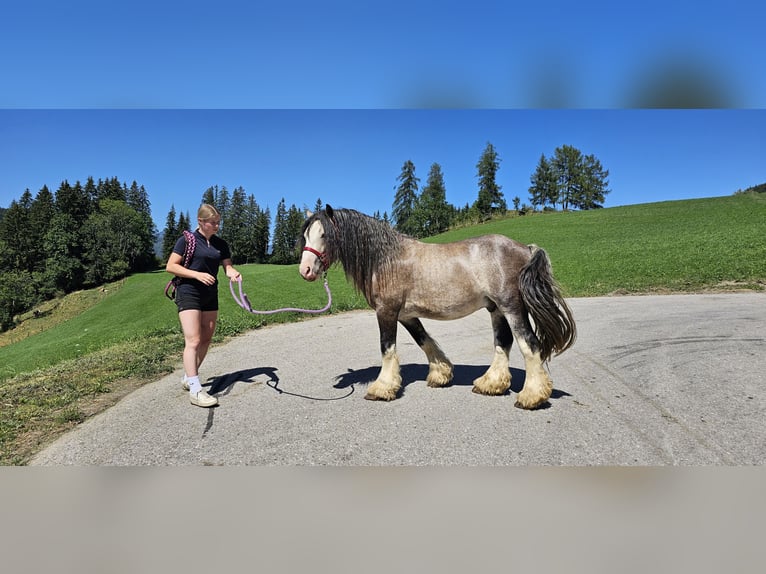 Tinker Hengst 3 Jaar 153 cm Buckskin in Metnitz