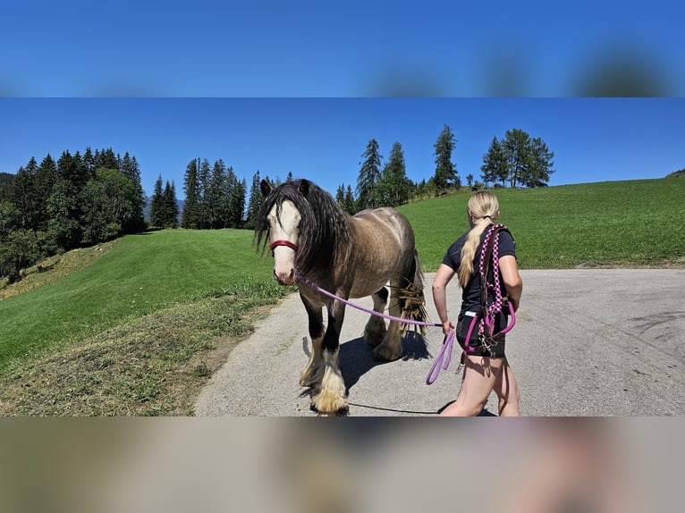 Tinker Hengst 3 Jaar 153 cm Buckskin in Metnitz