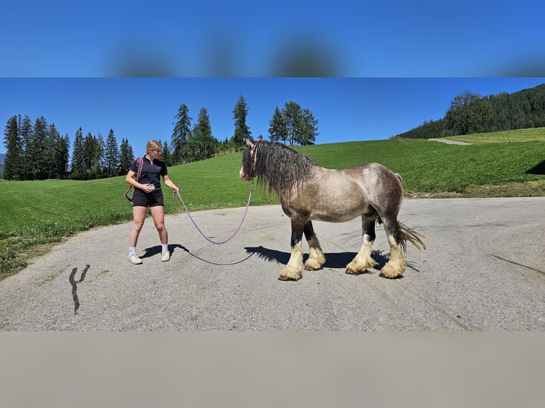 Tinker Hengst 3 Jaar 153 cm Buckskin in Metnitz