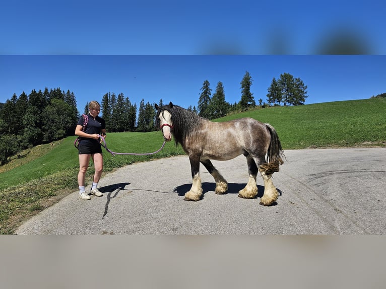 Tinker Hengst 3 Jaar 153 cm Buckskin in Metnitz