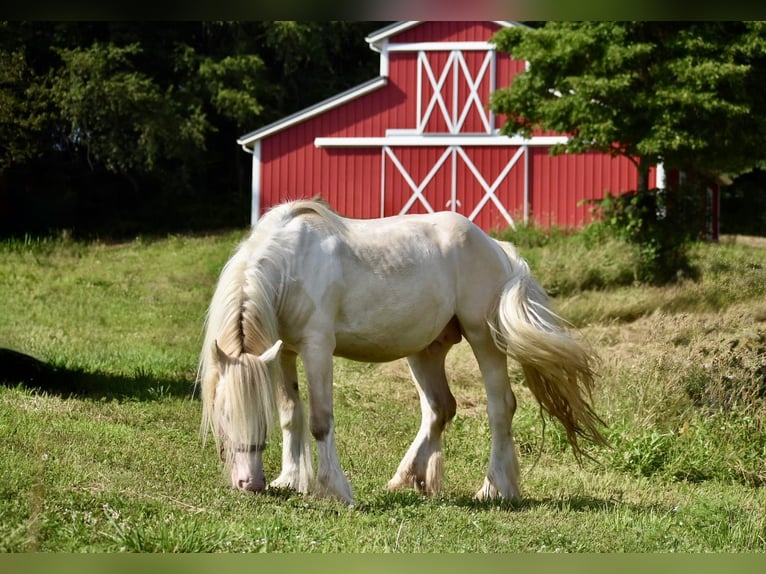 Tinker Hengst 3 Jahre 142 cm Perlino in East Canton