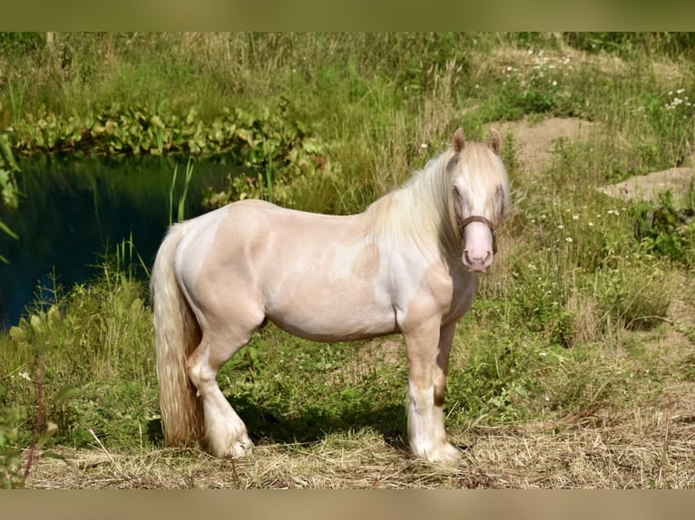 Tinker Hengst 3 Jahre 142 cm Perlino in East Canton
