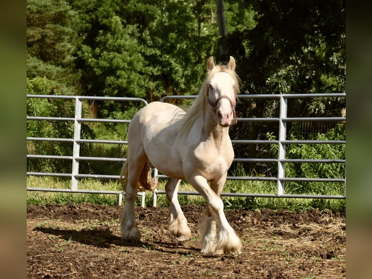 Tinker Hengst 3 Jahre 142 cm Perlino in East Canton
