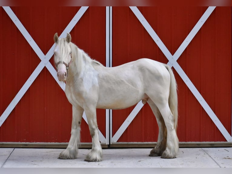 Tinker Hengst 3 Jahre 142 cm Perlino in East Canton